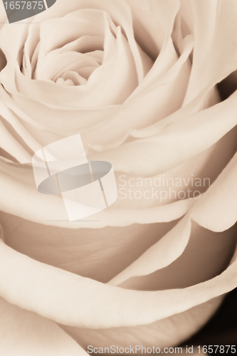 Image of white rose close up