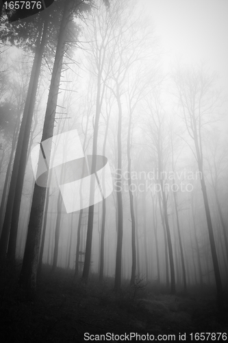 Image of misty forest