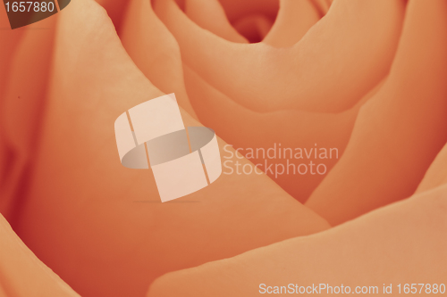 Image of orange rose macro