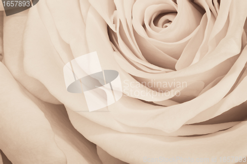Image of white rose close up