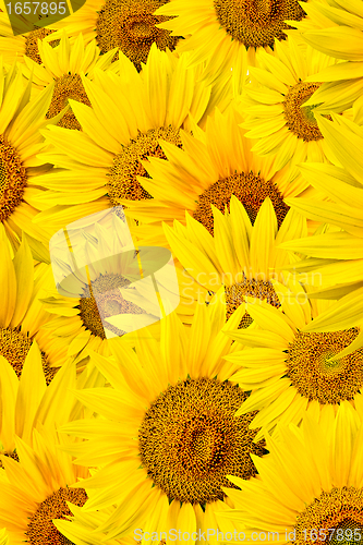 Image of sunflower background