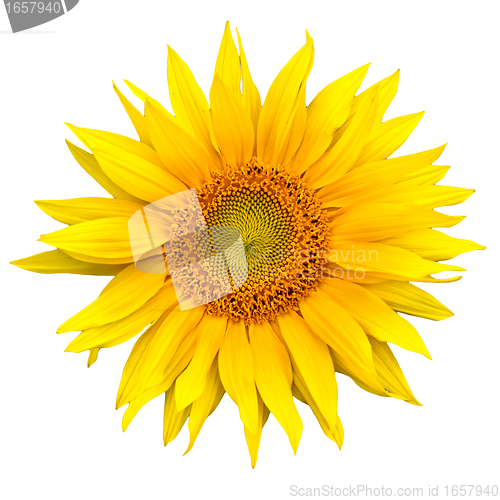Image of sunflower