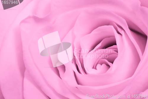 Image of pink rose close up