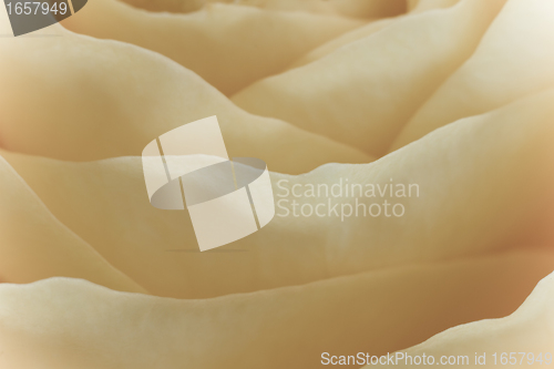 Image of white rose macro