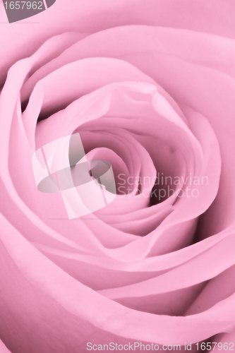 Image of pink rose close up