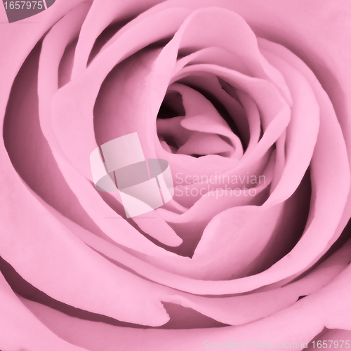Image of pink rose close up