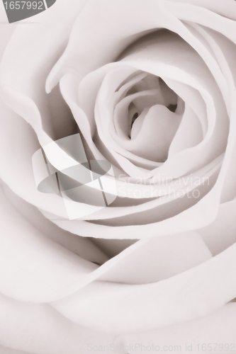 Image of white rose close up