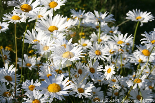 Image of daisies