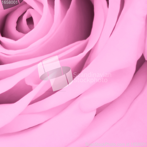 Image of pink rose close up