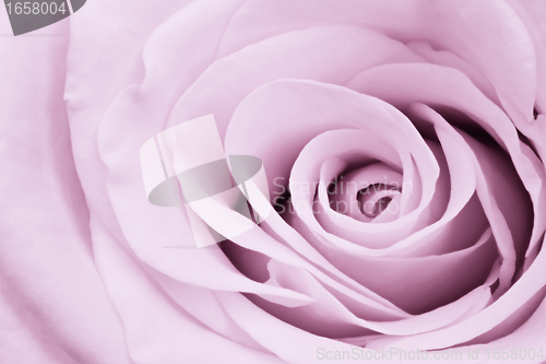 Image of violet rose close up
