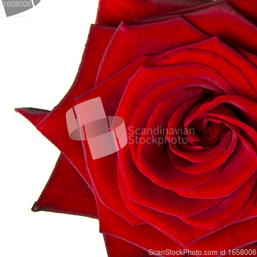 Image of red rose