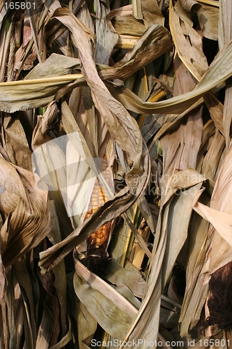 Image of Decorative Corn Stalks