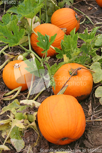 Image of Pumpkin Patch