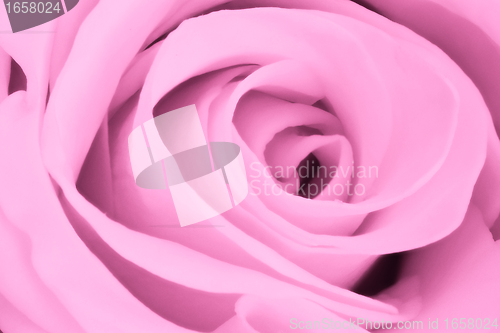 Image of pink rose close up