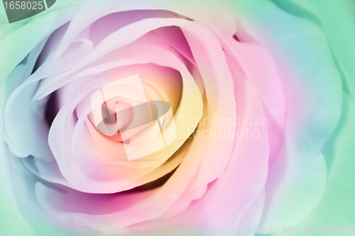 Image of multicolor rose