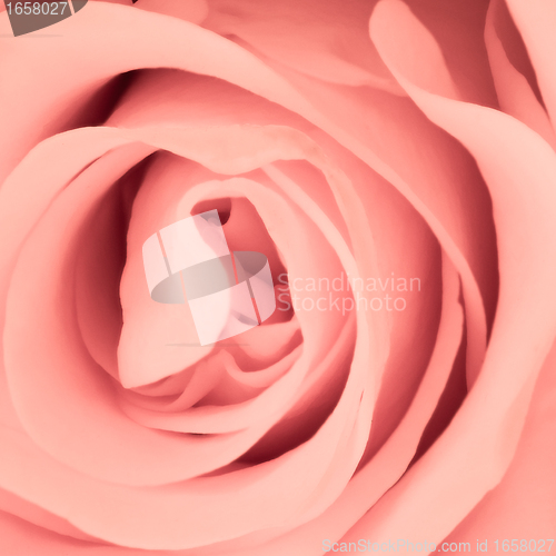 Image of pink rose close up