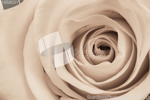 Image of white rose close up
