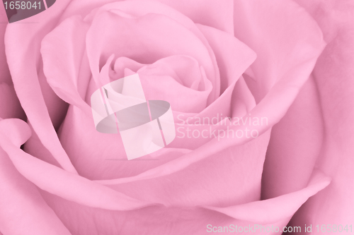 Image of pink rose close up