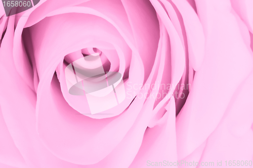 Image of pink rose close up