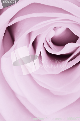 Image of violet rose close up