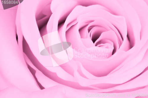 Image of pink rose close up