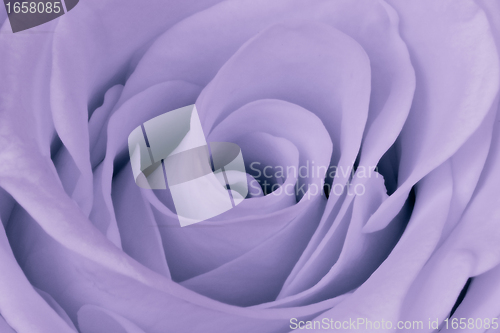 Image of violet rose close up