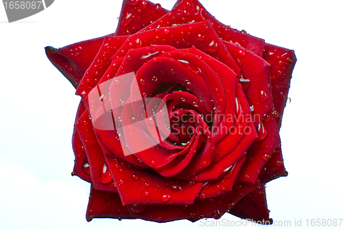 Image of red rose