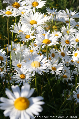 Image of Daisies