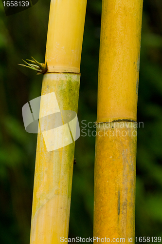 Image of bamboo (bumbusa vulgaris)