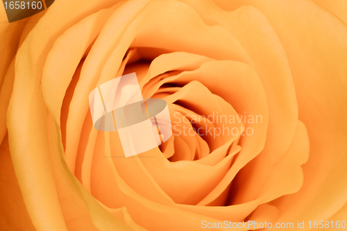 Image of orange rose close up