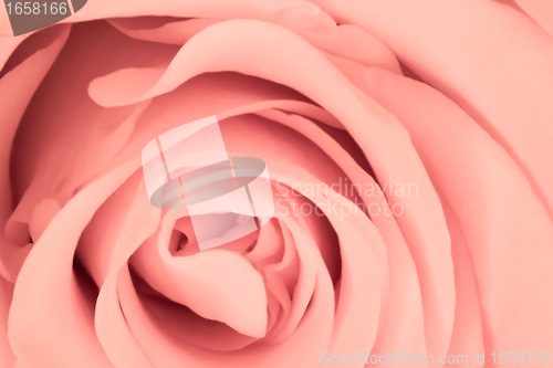 Image of pink rose close up