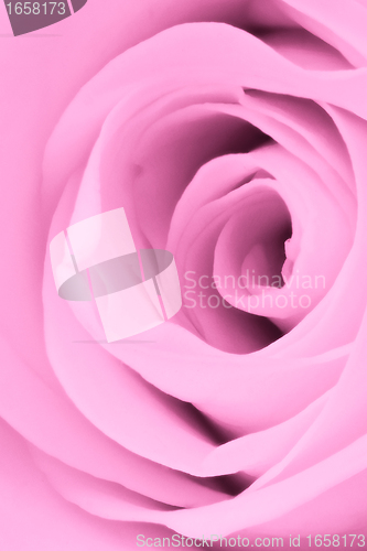 Image of pink rose close up