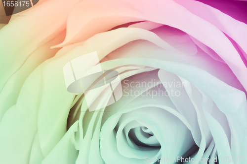 Image of multicolor rose