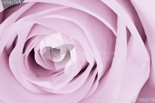 Image of violet rose close up