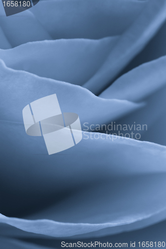 Image of blue rose macro