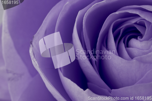 Image of violet rose macro