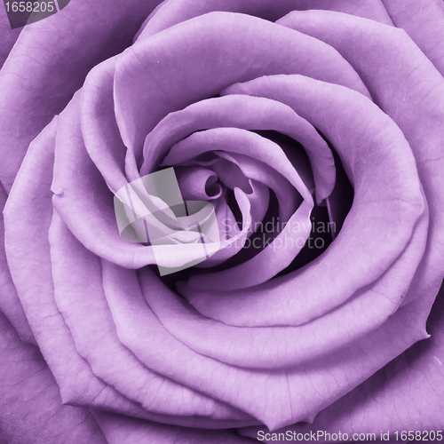 Image of violet rose