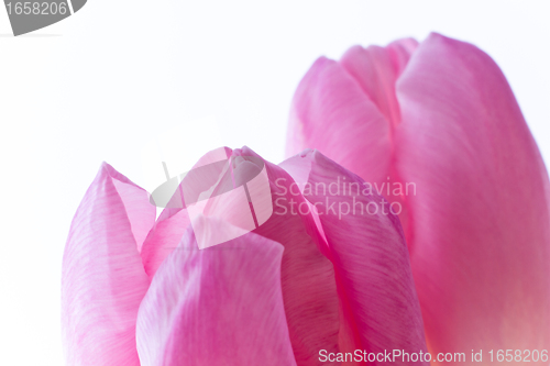 Image of pink tulips