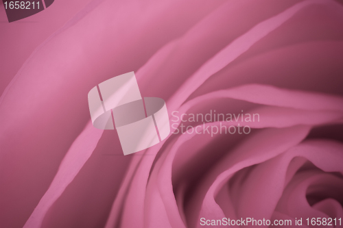 Image of pink rose macro