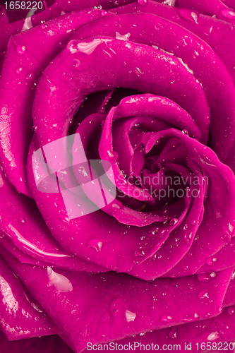 Image of pink rose