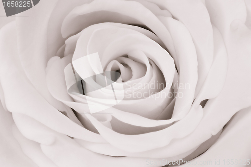 Image of white rose close up