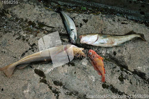 Image of fish bowel 