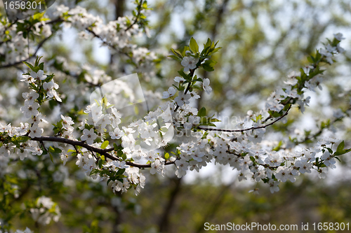Image of Blossom cherry tree