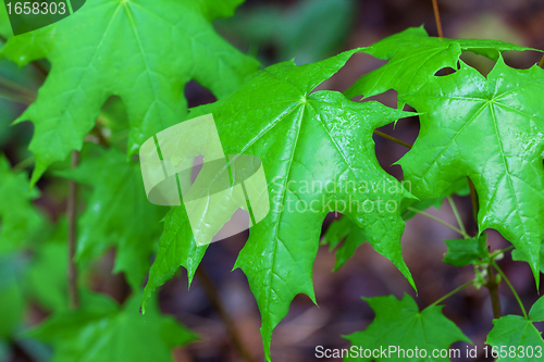 Image of Wet spring leaves