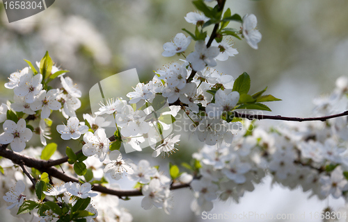 Image of Spring flowers of cherry tree