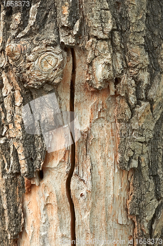 Image of Oak trunk with partly ragged bark