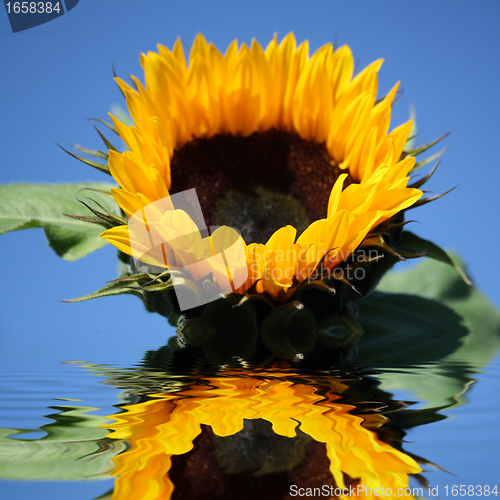 Image of sunflower in the water