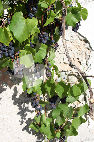 Image of blue grapes with green leaves