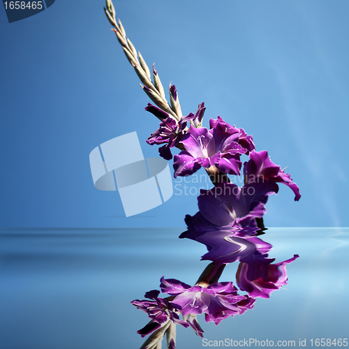 Image of gladioli