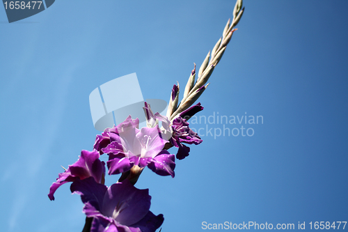 Image of flower-gladioli